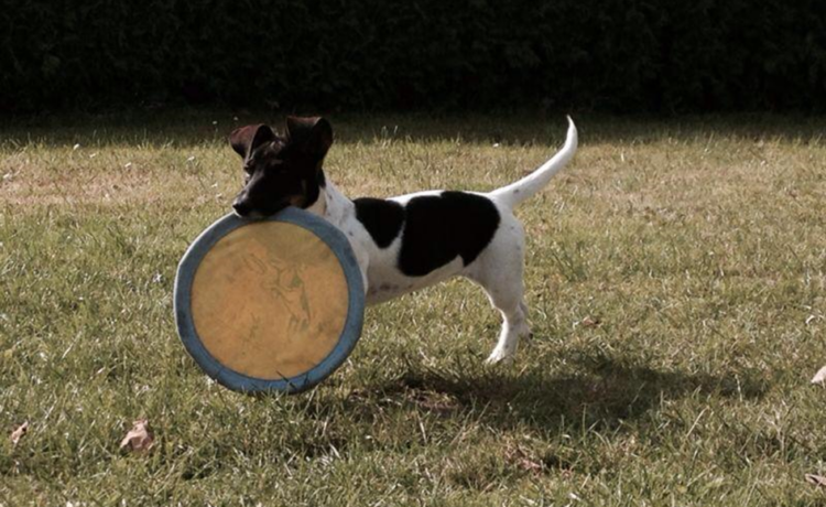 Fit mit Lilly – Hunde AG